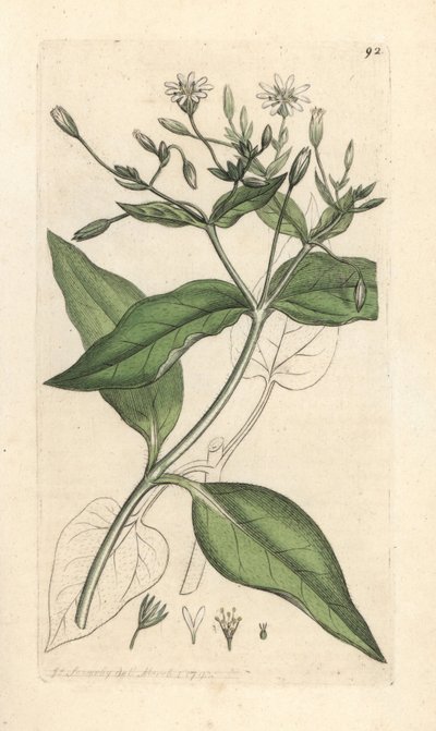 Bossterrenmuur, Stellaria nemorum. Handgekleurde kopergravure naar een illustratie door James Sowerby uit James Smith