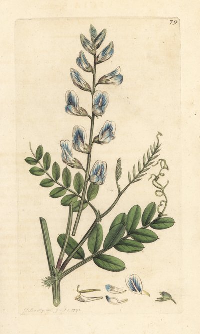 Boswikke, Vicia sylvatica. Handgekleurde kopergravure naar een illustratie door James Sowerby uit James Smith