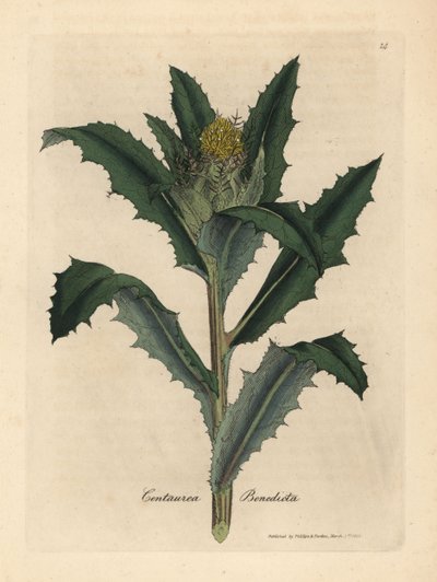 Gele distelbloem, Centaurea benedicta door James Sowerby