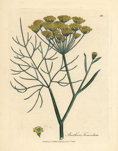 Gele venkelbloem, Anethum foeniculum door James Sowerby