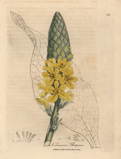 Geelbloemige grote breedbladige toorts, Verbascum thapsus door James Sowerby