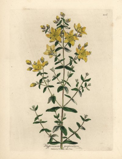 Gele bloeiende geperforeerde Sint-Janskruid, Hypericum perforatum door James Sowerby