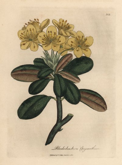 Geelbloeiende rododendron, Rhododendron chrysanthemum door James Sowerby