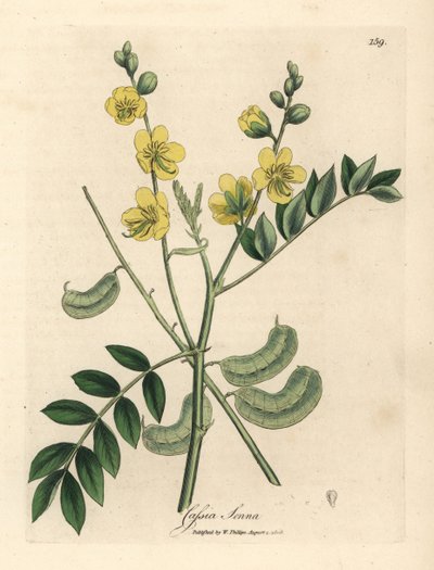Geelbloeiende senna of Egyptische cassia met zaaddozen, Cassia senna door James Sowerby