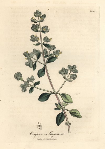 Geel bloeiende marjolein, Origanum majorana door James Sowerby