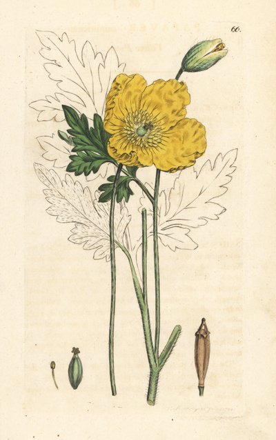 Gele of Welshe klaproos, Papaver cambricum (gele klaproos). Handgekleurde kopergravure naar een illustratie door James Sowerby uit James Smith