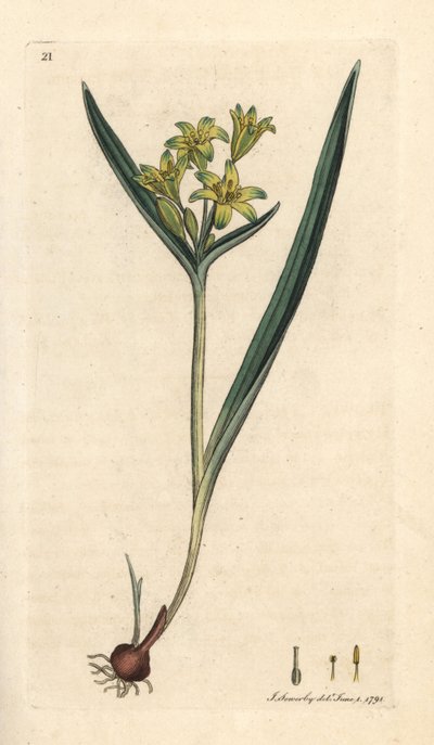 Gele ster van Bethlehem, Gagea lutea (Ornithogalum luteum) (gele gagee) Handgekleurde kopergravure naar een illustratie door James Sowerby uit James Smith