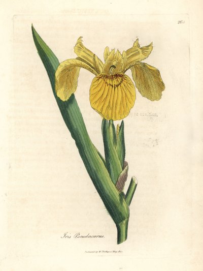Gele waterzwaard, Iris pseudocorus door James Sowerby