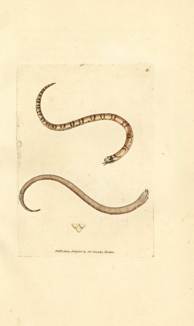 Jonge gladde slang, Coronella austriaca door James Sowerby