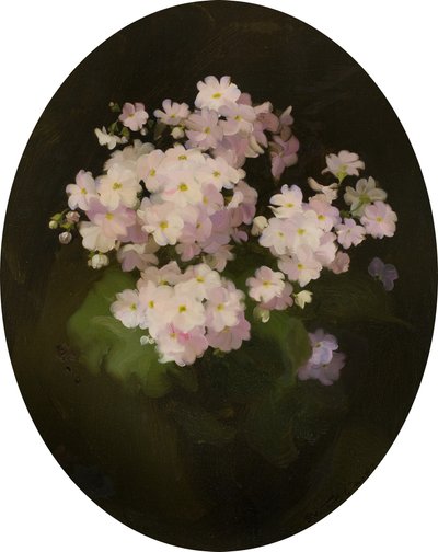 Primula