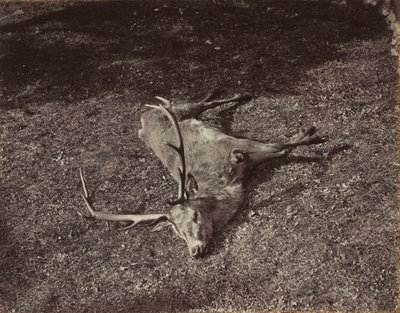 Het Koninklijke Hert, c. 1870 door James Valentine
