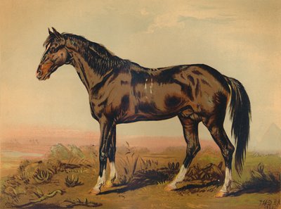 Een Dongola-paard, ca. 1850, ca. 1879 door James Ward