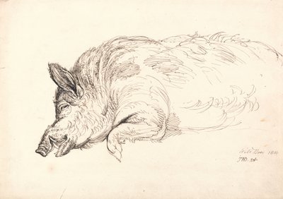 Een Wild Zwijn, Slapend of Dood, 1814 door James Ward