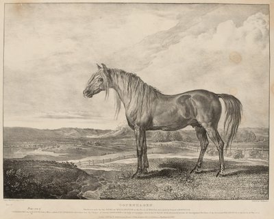 ‘Kopenhagen Het paard bereden door de Hertog van Wellington bij de Slag van Waterloo, gefokt door Generaal Grosvenor’, ca. 1824 door James Ward