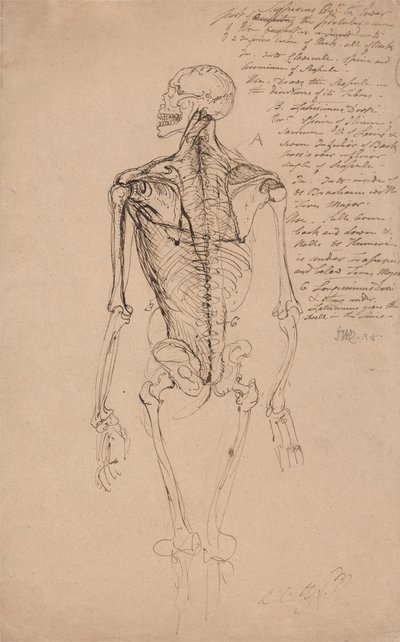 Tekening van een mannelijk skelet door James Ward