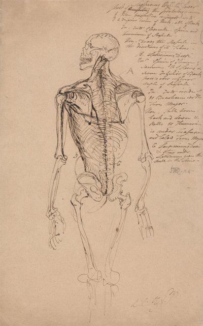 Tekening van het skelet van een man door James Ward