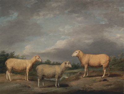 Ryelands Schapen, de Ram van de Koning, de Ooi van de Koning en het Wether van Lord Somerville door James Ward