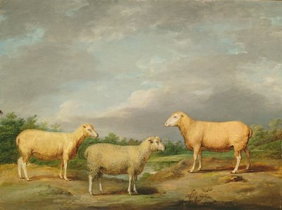 Ryelands schapen, de ram van de koning, de ooi van de koning en het weer van Lord Somerville door James Ward