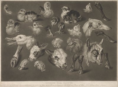 Studies uit de natuur door James Ward