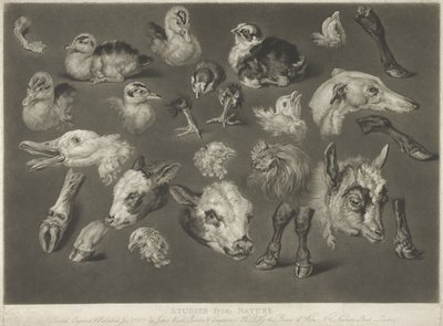 Studies uit de Natuur, 1807 door James Ward