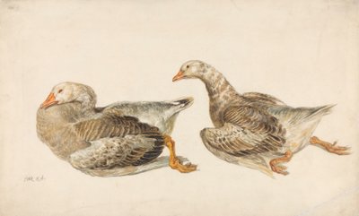 Studies van ganzen door James Ward