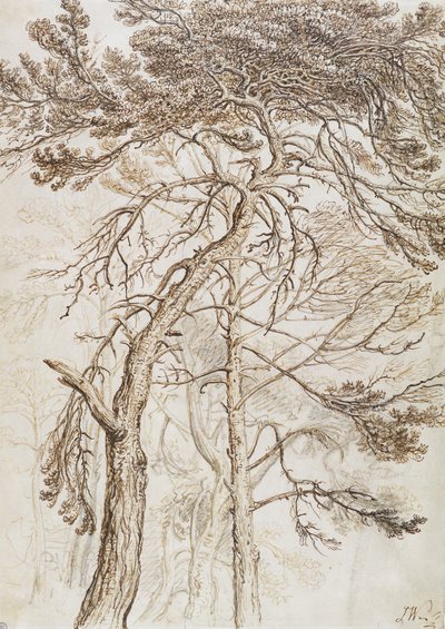 Studie van Bomen door James Ward
