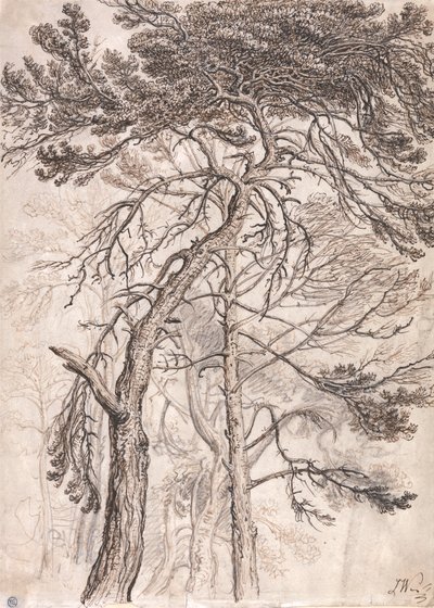 Studie van Bomen door James Ward