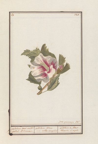 Hibiscus (Hibiscus syriacus) door Jan Anton Garemyn