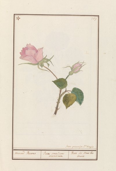 Roos (Rosa) door Jan Anton Garemyn