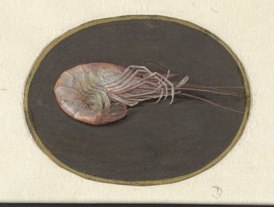 Garnaal door Jan Augustin van der Goes