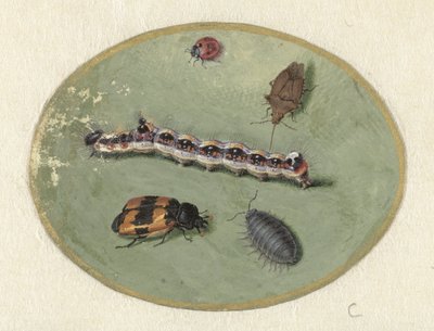 Lieveheersbeestje, rups, pissebed en twee torretjes (Dieren) door Jan Augustin van der Goes