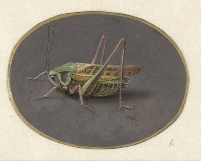 Sprinkhaan door Jan Augustin van der Goes
