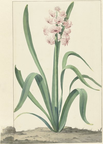 De roze hyacint Rex Rubrorum door Jan Augustini