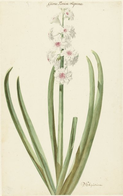 De rozewitte hyacint Gloria Florum Suprema door Jan Augustini