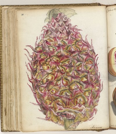 Ananas door Jan Brandes