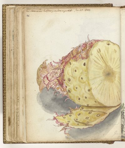 Ananas door Jan Brandes