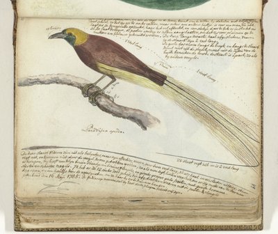 Paradijsvogel door Jan Brandes