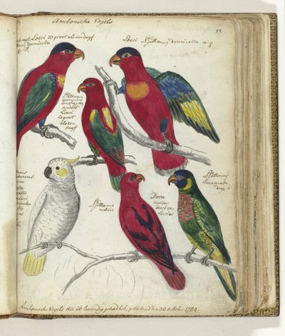 Vogels van Ambon door Jan Brandes