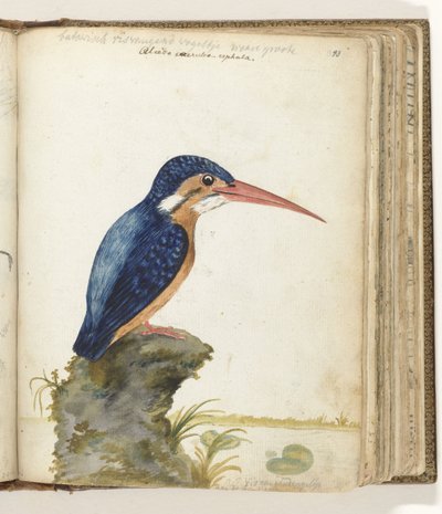 Blauwoorijsvogel door Jan Brandes