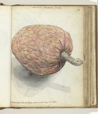 Boanonna of wilde serikaja door Jan Brandes