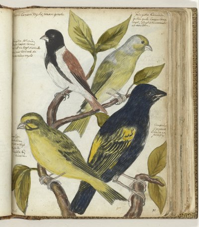 Kaapse vogels door Jan Brandes