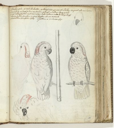 Kaketoe van Ambon door Jan Brandes
