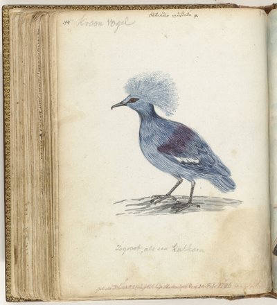 Kroonkraanvogel door Jan Brandes