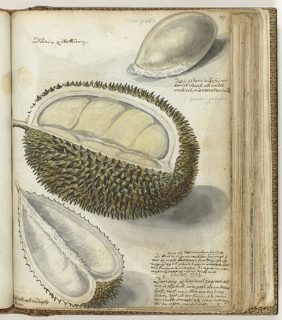 Durian door Jan Brandes