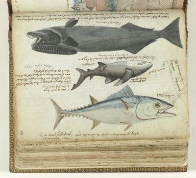 Een tonijn, een haai en een remora door Jan Brandes