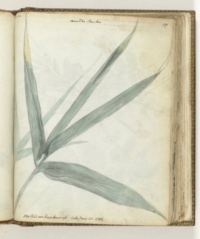 Het blad van bamboeriet door Jan Brandes