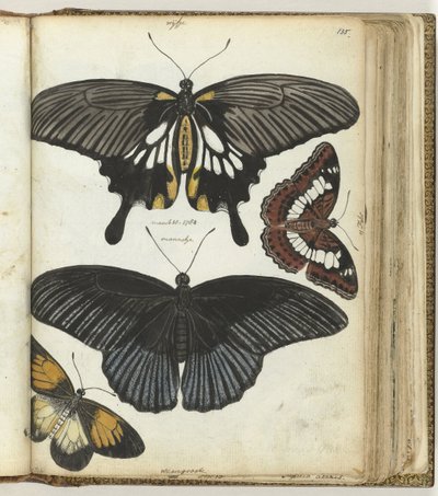 Indische vlinders door Jan Brandes