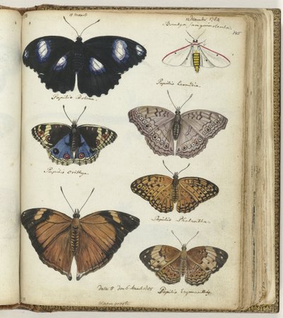 Indische vlinders door Jan Brandes