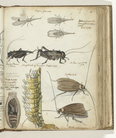 Insecten door Jan Brandes