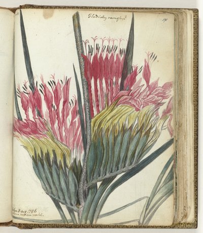 Kaapse bloem door Jan Brandes